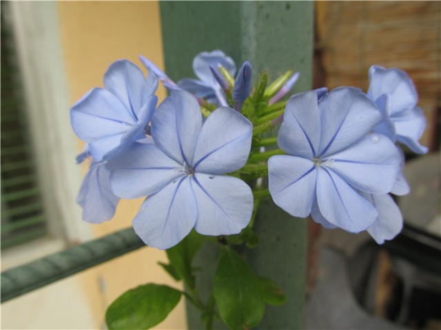 plumbago